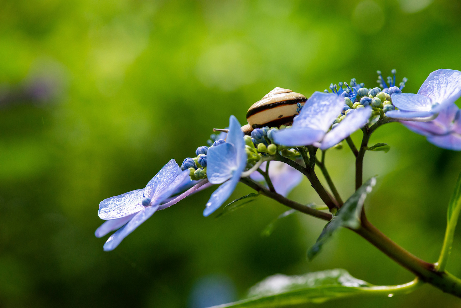 青い色の紫陽花の花と小さなカタツムリ